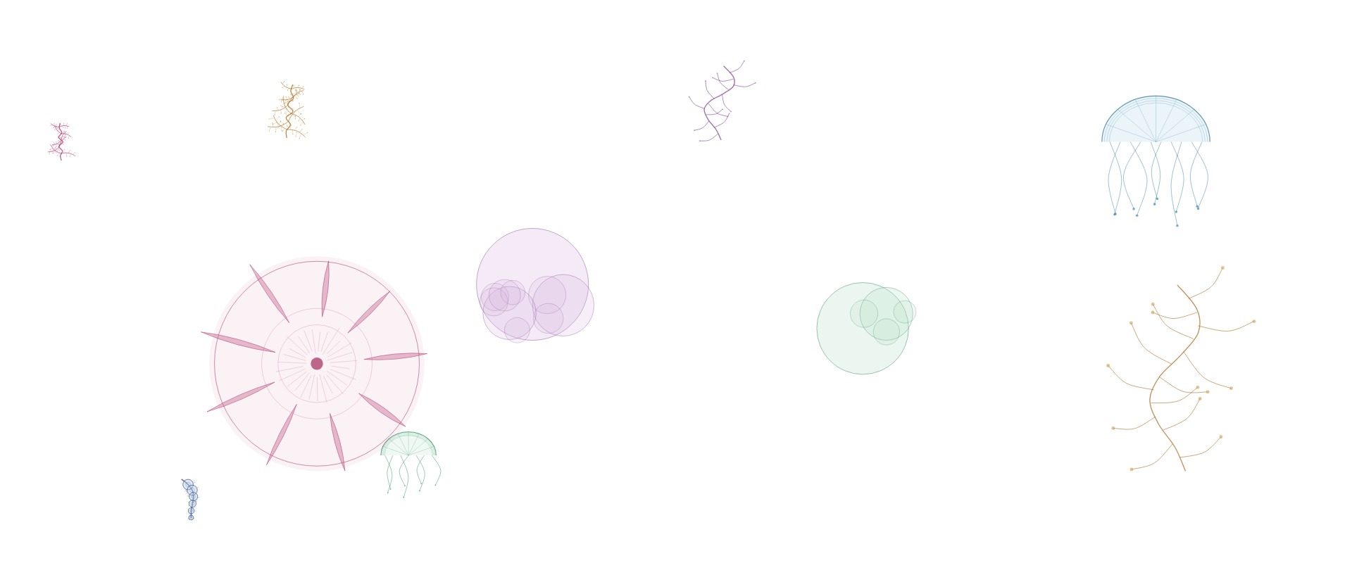 noc-haeckel-vary-23